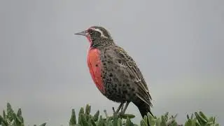 Loica, macho (Leistes loyca)