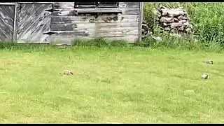Survival Tactics of Juvenile Prey in the Wild