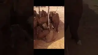 amazing goats 