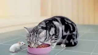 Кошка в квартире,Хилс для кошек,