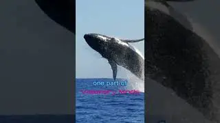Why Orcas Are Destroying People’s Boats 🛥🚤 #joerogan #joeroganpodcast #orca