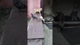 Милашки ❤ ? Что происходит 🙃