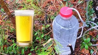 Берёзовый сок или 🌳 игристый 🥂 напиток без изюма, дрожжей и корочек хлеба на зиму.