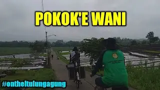 PSTM  NGENGKEL BUDAL