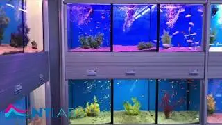 NT Labs - Hobby Fish Shop Tour