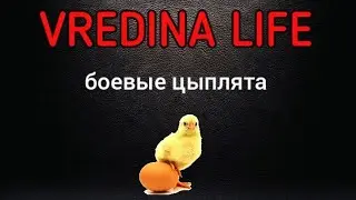 Вредина лайф/Боевые цыплята