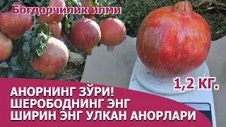 Шеробод анорлари - Sherobod anorlari