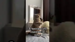 3 признака, что кошка вас не любит 😓 