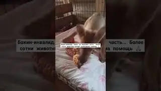 Будем благодарны за Вашу помощь 🙏🏼+79278920802