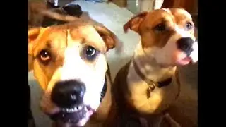 Moe says Hello =Talking Dog Talking Dogs Talking like humans Talking dog