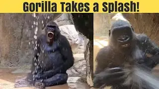 Gus the Gorilla's Water Adventures