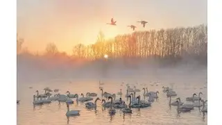 Лебединый заказник. Маршрут выходного дня.