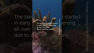 A Mass Coral Bleaching Event is Underway