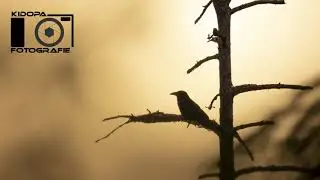 Wildlifefotografie, kreative Naturfotografie, Natur erleben - Kidopa Fotografie