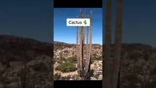 Cosas que son más grandes de lo que crees 