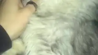 котик