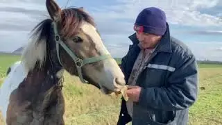 для лошадей бананы