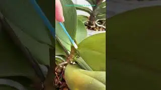 Слишком сладкая жизнь орхидеи. #orchid #орхидеи #цветы #пересадкаорхидеи #orchidcare #орхидеяцветет