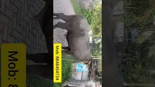for sale #buffalo #pothuvalarthal #keralafarming #pothuvalarthalmalayalam