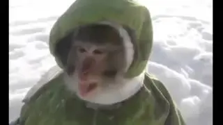 Смешная обезъянка!!!!смотри сейчас