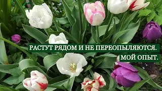 Можно ли сажать рядом разные сорта тюльпанов? 02.06.22г.