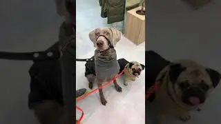 ОСКАР И ДЖОНИ ПОПАЛИ В БОЛЬНИЦУ😭