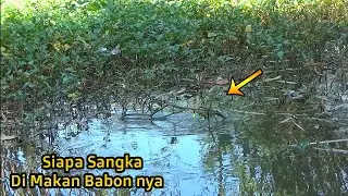 Umpan Andalan Beraksi !!! Babon nya Naik Juga