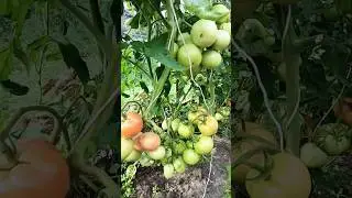 я не ждала такого урожая#томаты #shortsvideo