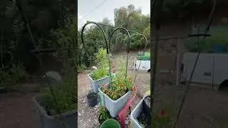 Cheap & Easy Vertical Garden Trellis Plant Arch tomato stake connectors MORE for ANYONE  