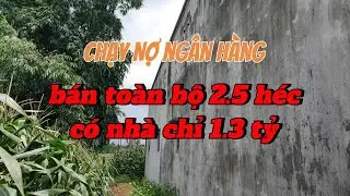 Nợ Ngân Hàng, Bán Rẻ Mảnh Đất Rộng, Nhà Cửa Đầy Đủ, Dân Cư Đông Chỉ 1.3 Tỷ.