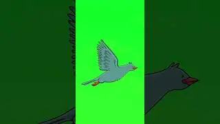 Bird flying 