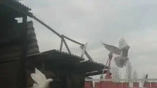 Голуби Кыргызстана Бишкек