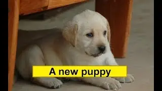 Аудирование для детей на английском языке. Текст 
