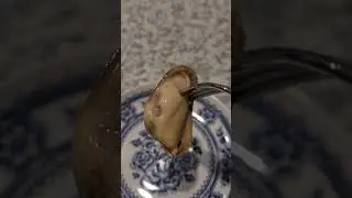 Моллюски в маринаде. Купили моллюски в магазине. Дегустация моллюсков. Мидии в маринаде.