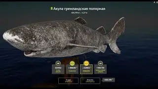 Поймал ОГРОМНУЮ АКУЛУ🍀Гренландская полярная акула🍀Русская рыбалка 4🍀РР4🍀Акула в клине🍀