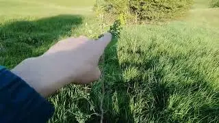 Яр, кінець весни.