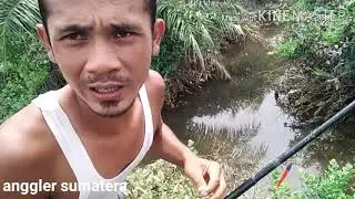 jaman sekarang !!! MESUM di kebun sawit. saya jadi  ZONK