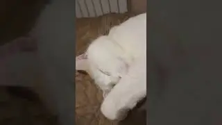 Кискин сон