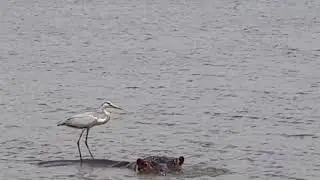 A gray heron does some barefoot skiing on a hippo!