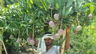 Tommy atkins mango | #Tommy_atking | Thai Mango farming | Mango Nursery | thailand mango variety
