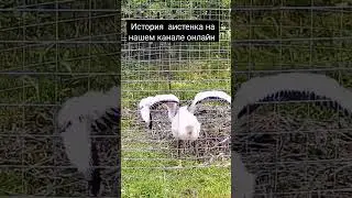 встал и пошёл