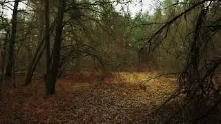 WALK ASMR RAIN RAILS FOREST 2 UHD 60 FPS