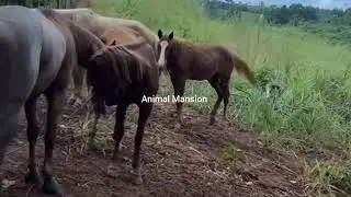 Horse mating with mare compilation part of the horses and the best part 