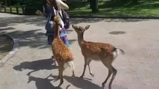 Japanese Girl Gets Attacked by Deer