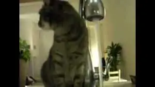 Кот моется