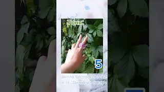 тг в описании канала #видео #кольцо #дуэт #подпишись #украшения #бисероплетение