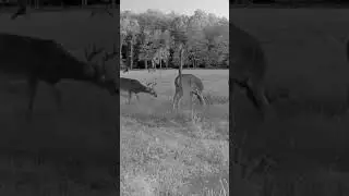 Tensions are rising as season nears #2024 #deer #tension #fighting #new #trailcam #twilight