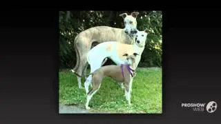 Whippet Dog breed
