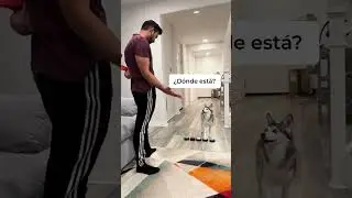 Finge lanzar el juguete de tu perro y mira cómo reacciona😂😂😂