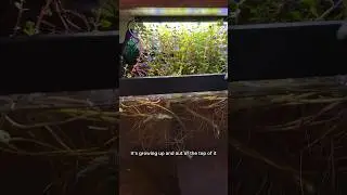 Affordable 10g Aquarium Idea Planted Guppy Tank #aquariums #aquascape #fish